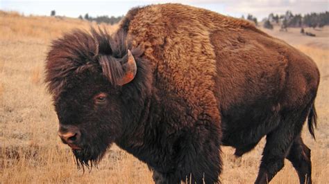 The Reverence of the Ivory Bison Heifer in Indigenous American Tradition