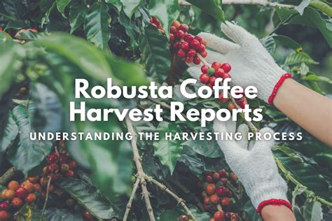 The Rewards of Coffee Harvesting: Connection, Community, and Conservation