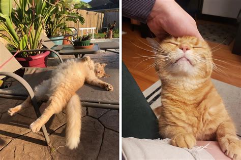 The Rise to Fame of Ginger Kitty