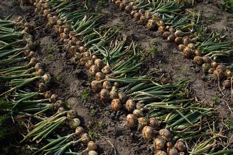 The Road to an Abundant Harvest: Unveiling the Enigmas of Successful Onion Cultivation