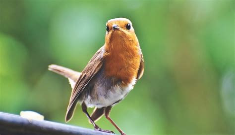 The Robin Bird as a Messenger of Good Luck and Prosperity