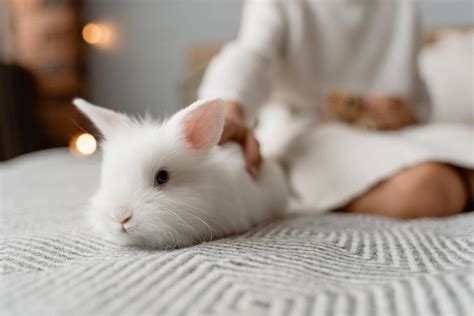 The Role of Animal Rescues in Providing a Secure Environment for Rabbits