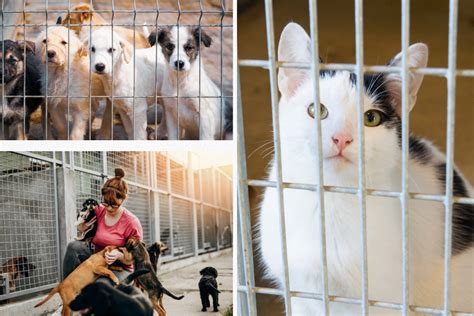 The Role of Animal Shelters in Rescuing and Rehabilitating Neglected Pets