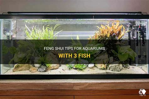 The Role of Aquarium Fish in Feng Shui: Enhancing Positive Energy and Promoting Harmony