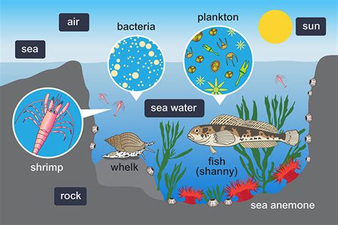 The Role of Aquatic Element in Dream scenarios: An Expansive Analysis and Essence