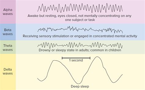The Role of Brainwaves in Sleep Fatigue