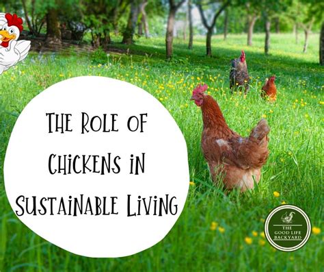 The Role of Chickens in Sustainable Living and Permaculture