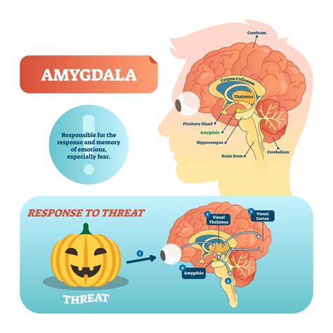 The Role of Dreams in Processing Emotions and Stress