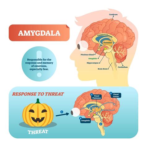 The Role of Emotions: Fear, Anger, or Control?