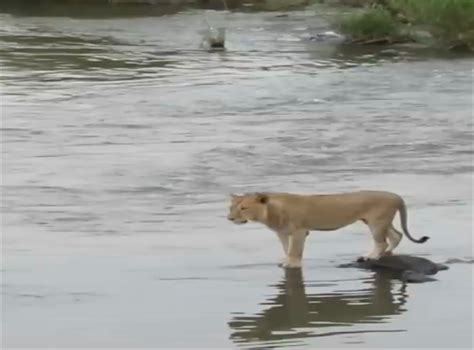 The Role of Fear and Empowerment in Encounters with Ferocious Creatures