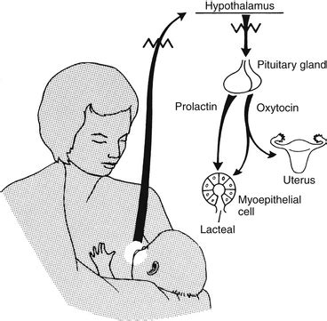 The Role of Hormonal Stimulation in Milk Production