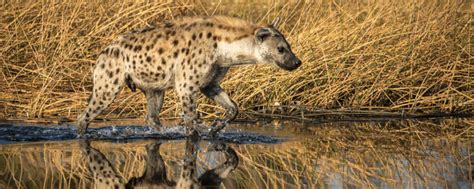 The Role of Hyenas in African Folklore