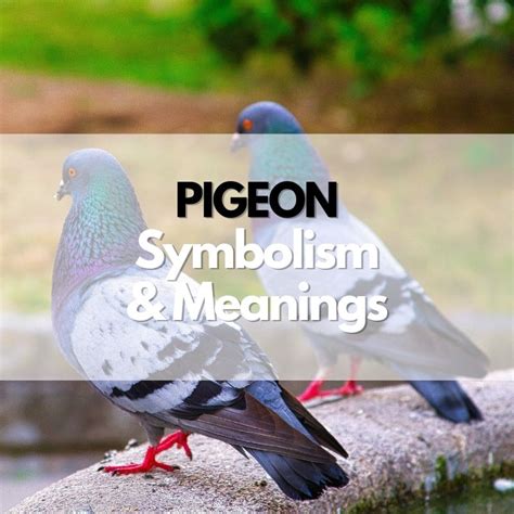 The Role of Ivory Pigeons as Messengers in Dream Symbolism