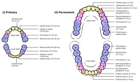 The Role of Stress and Anxiety in Dreaming about Unstable Anterior Dentition