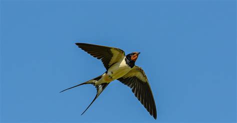 The Role of Swallows in Various Cultures