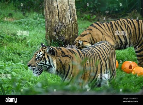 The Role of Territory in Tiger Pairing