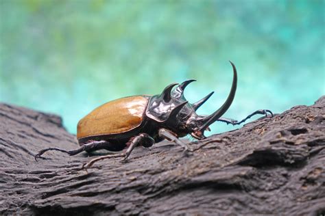 The Role of the Mighty Rhino Beetle in Ecosystems