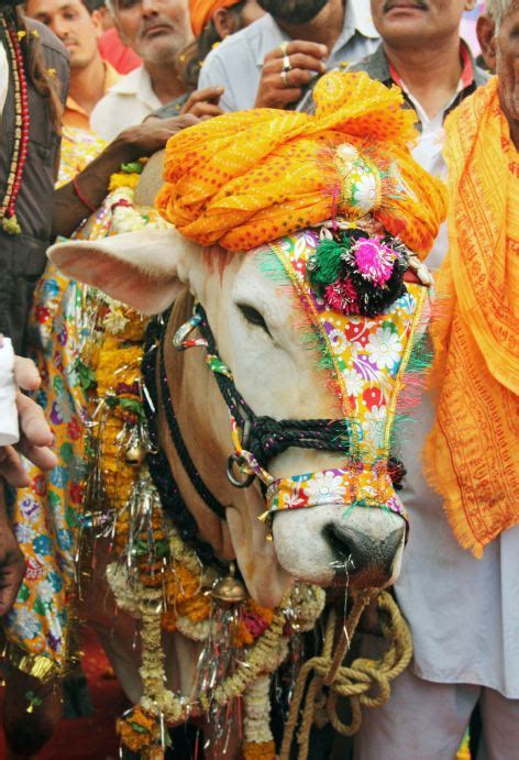 The Sacred Rituals and Ceremonies involving Bovine Horns