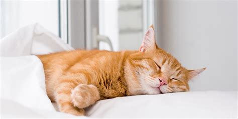 The Science Behind Dreaming: A Peek into the Feline Mind