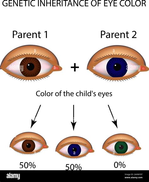 The Science Behind Eye Color: Genetic Factors and Pigmentation