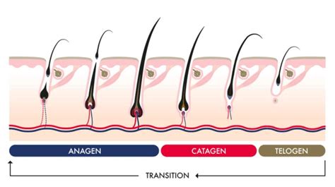 The Science Behind Hair Growth: Exploring the Biology of Hair Follicles