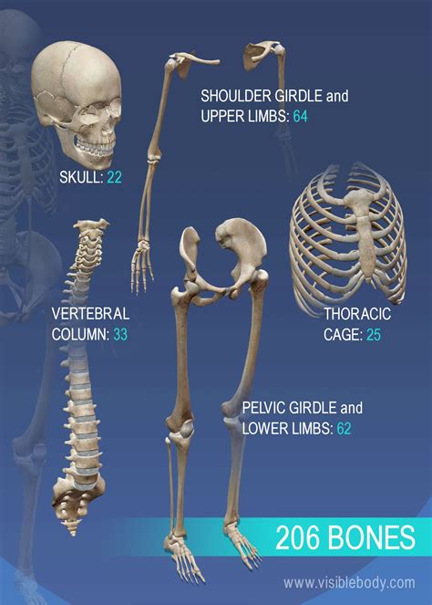 The Science Behind Tiny Skeletal Structures