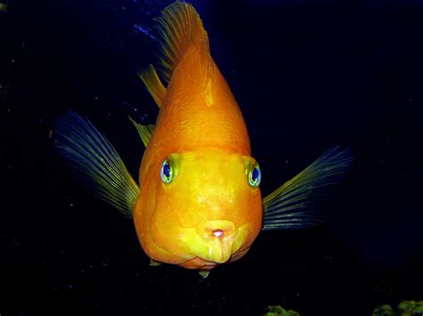 The Science Behind the Bright Orange Hue of Fish