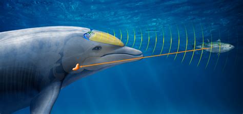 The Science Behind the Innovative Sound Creation of the Dolphin Piano