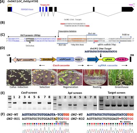 The Science behind the Seed: Decoding the Genetic Blueprint of Success