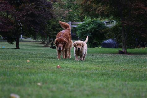 The Science behind the Warmth: How Interacting with Canine Companions Triggers the Release of Feel-Good Hormones