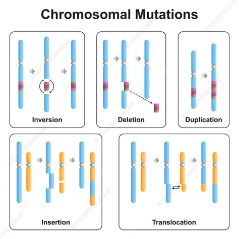 The Science of Sapphire Gaze: Chromosomal Heritage and Distinctive Attributes