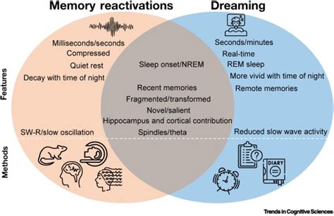 The Science of Sleep: Examining the Neurological Basis of Extraordinary Dream Experiences