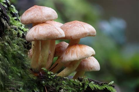 The Secret Life of Fungi: How Mushrooms Support Ecosystems