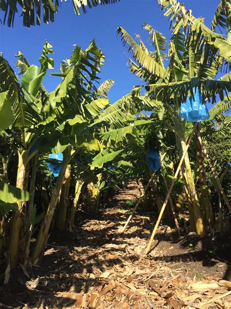 The Secret Significance of Reveries Involving Banana Groves