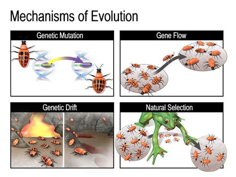 The Sensation of Being Observed: A Result of Evolutionary Survival Mechanisms