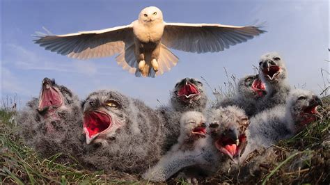 The Serene Charm of Snowy Owls: Exploring a World of Tranquility