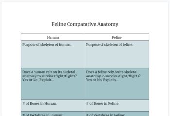 The Serpent and the Feline: A Comparative Exploration