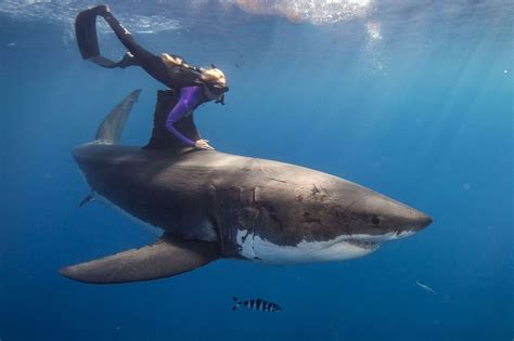 The Shadow Self: Uncovering the Profound Significance of Human Prey in Shark Encounters