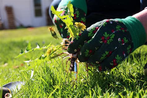 The Significance Behind Dreams of Unwanted Plant Growth