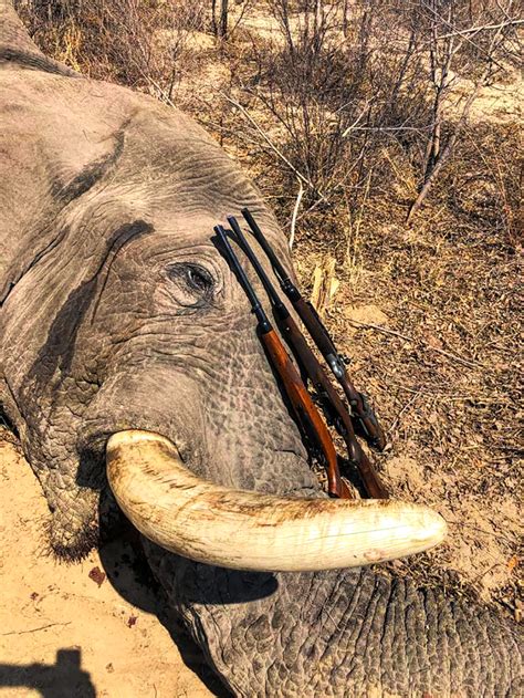 The Significance Behind the Act of Elephant Hunting