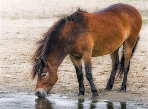 The Significance and Interpretation of a Vision Featuring an Equine Quenching its Thirst