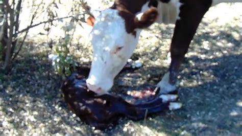The Significance behind Dreams of Witnessing the Birth of a Young Cattle