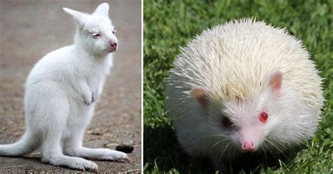 The Significance of Albino Rodents