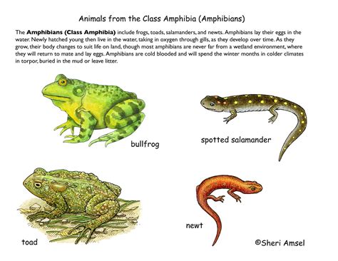 The Significance of Amphibians in Various Cultures