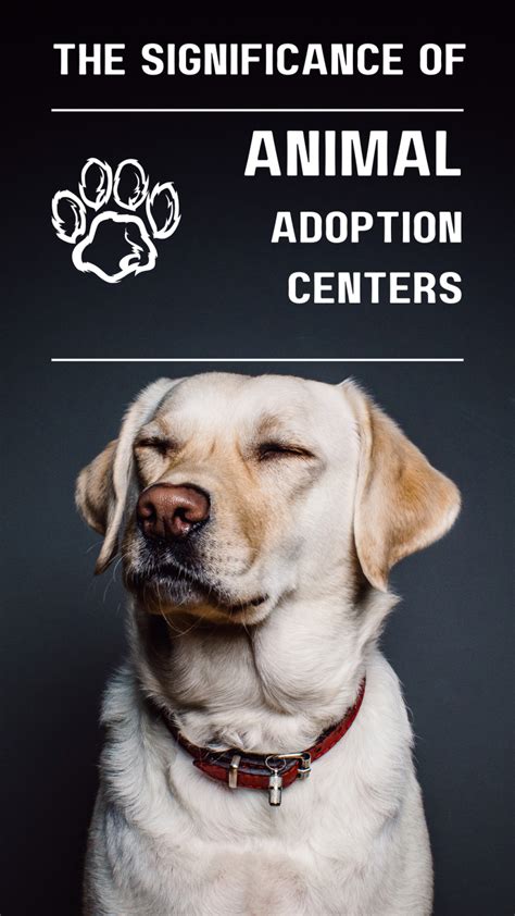 The Significance of Animal Rescue and Adoption