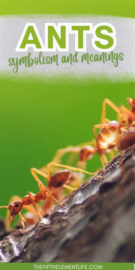 The Significance of Ants: Embracing Collective Spirit and Perseverance