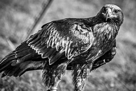 The Significance of Black Eagles in Myths and Folktales