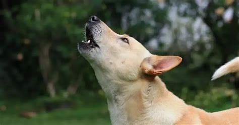 The Significance of Canine Vocalization in Interpreting Dreams