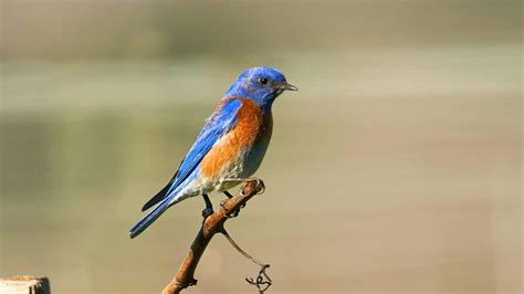 The Significance of Capturing an Azure Avian