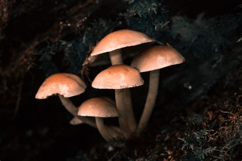 The Significance of Color in Mushroom Dreams: Deciphering the Meanings